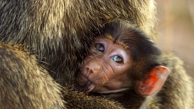 Vignette du programme télé Serengeti, la grande cavalcade des animaux - Saison 3