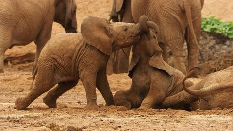 Vignette du programme télé Serengeti, la grande cavalcade des animaux