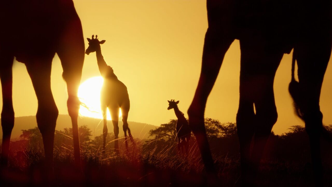 Vignette du programme télé Serengeti, la grande cavalcade des animaux
