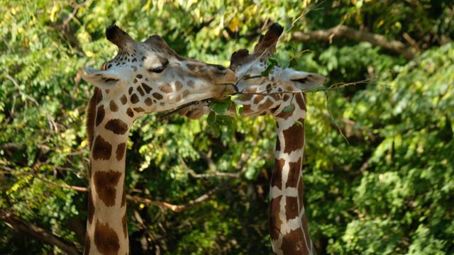 Vignette du programme télé Le zoo du Bronx - Saison 4