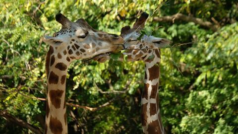 Vignette du programme télé Le zoo du Bronx