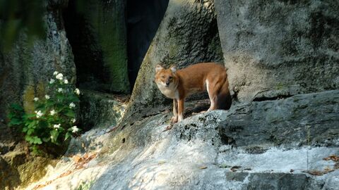 Vignette du programme télé Le zoo du Bronx