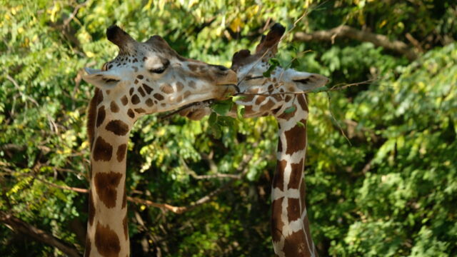 Vignette du programme télé Au coeur du zoo de New York