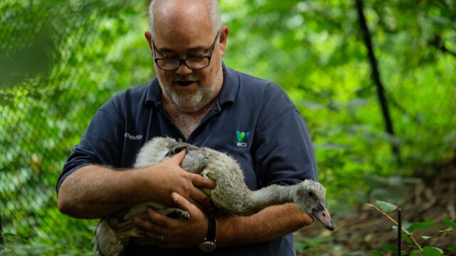 Vignette du programme télé Au coeur du zoo de New York