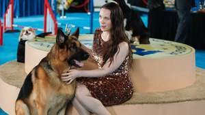 Vignette du programme télé Hudson et Rex (Concours canin) S3 (12/16)