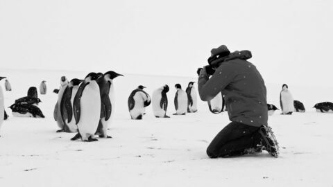 Vignette du programme télé Voyage au pôle Sud