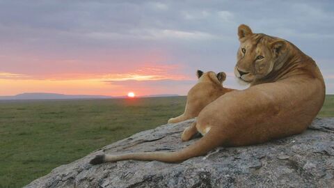 Vignette du programme télé Serengeti, la grande cavalcade des animaux