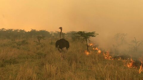 Vignette du programme télé Serengeti, la grande cavalcade des animaux