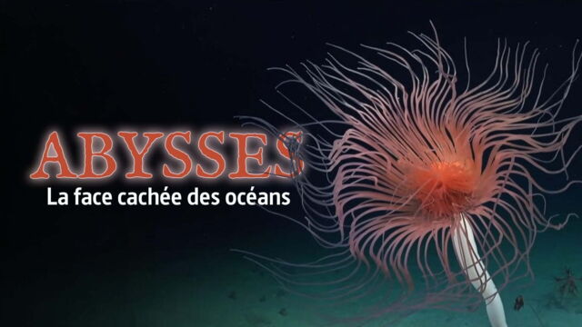 Vignette du programme télé Abysses, la face cachée des océans