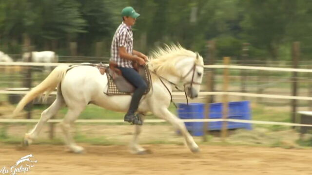 Vignette du programme télé Au galop !