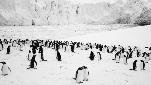 Vignette du programme télé Voyage au pôle Sud
