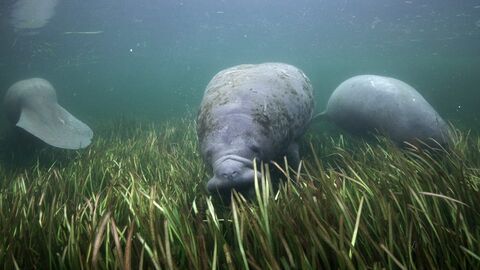 Vignette du programme télé Des prairies sous-marines pour les lamantins