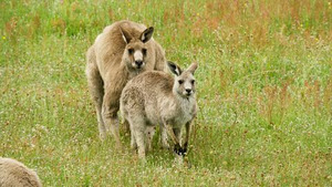 Vignette du programme télé Règne animal, les jeux de l'amour (Les maîtres du jeu) (n°2)