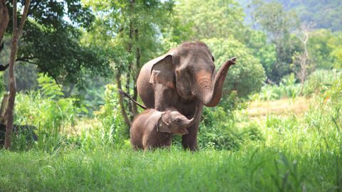 Vignette du programme télé Une saison au zoo