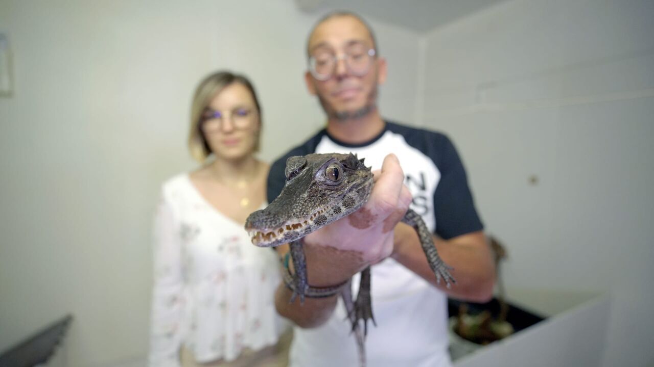 Vignette du programme télé Le langage des animaux