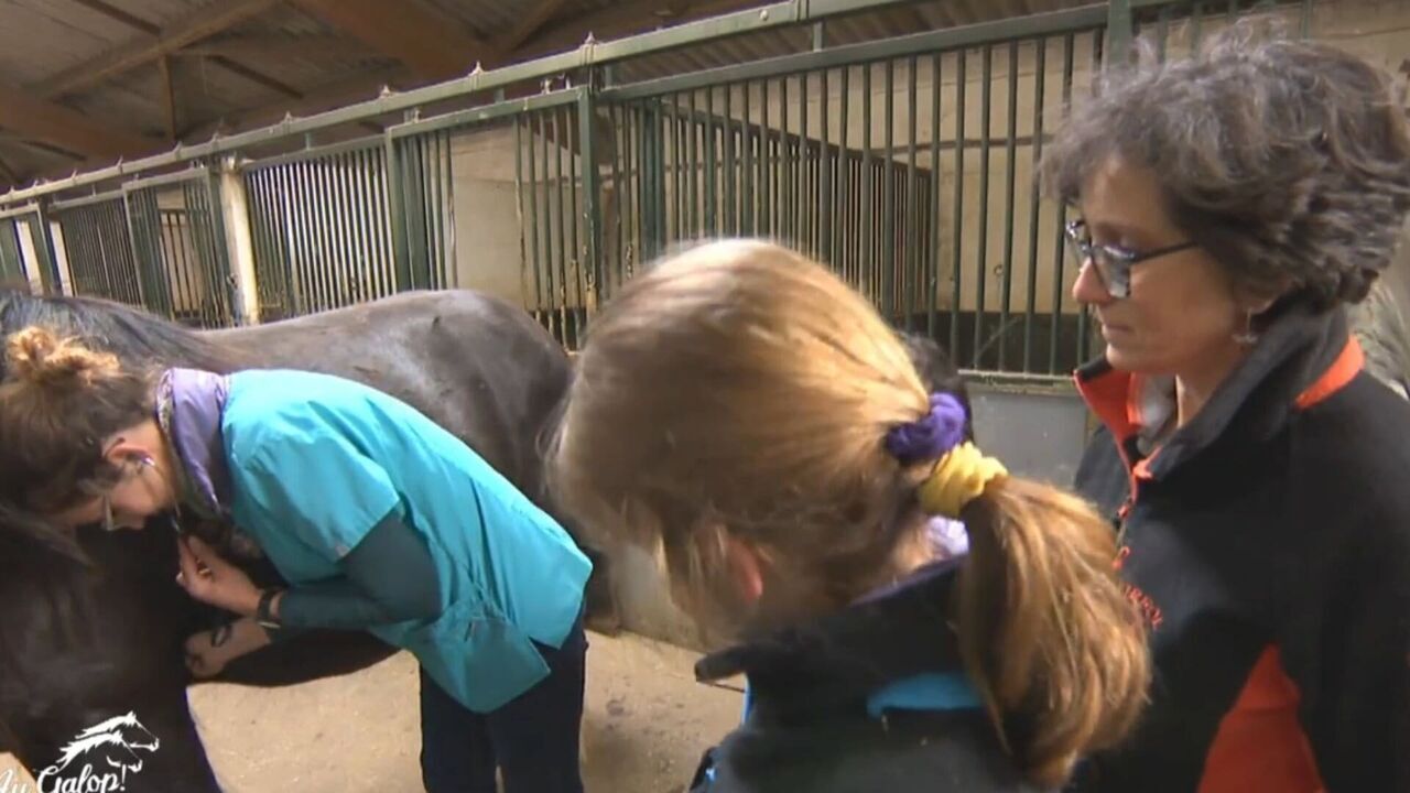 Vignette du programme télé Au galop !