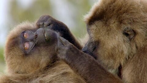 Vignette du programme télé Le langage des animaux