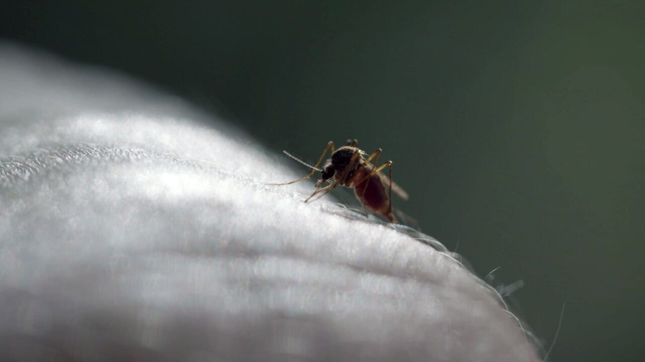 Vignette du programme télé Le moustique, un ennemi bien armé