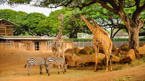 Vignette du programme télé Une saison au zoo