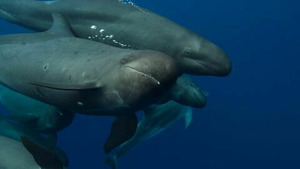Vignette du programme télé A la rencontre des baleines avec Steve Backshall (Des baleines et des hommes) S1 (1/4)