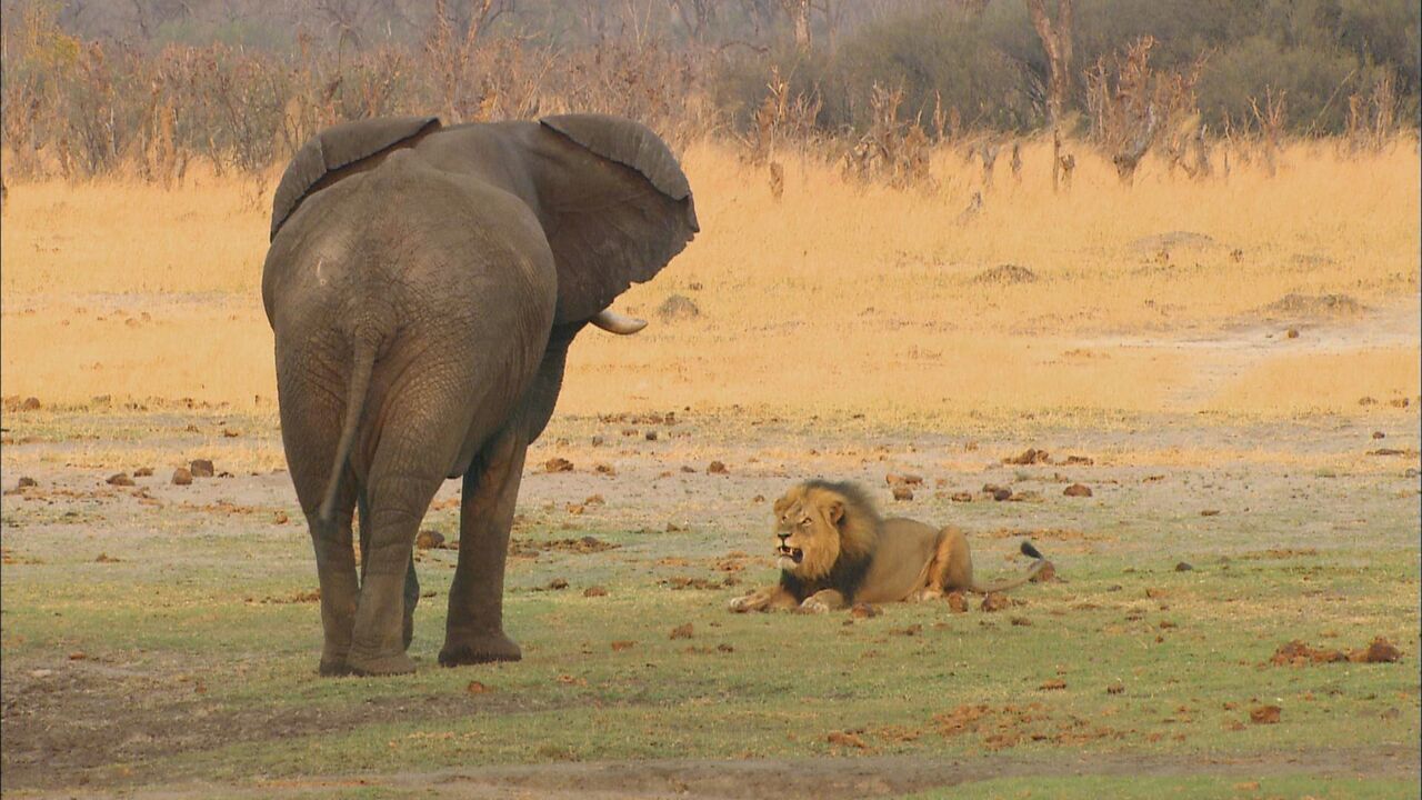 Vignette du programme télé Un lion né pour régner