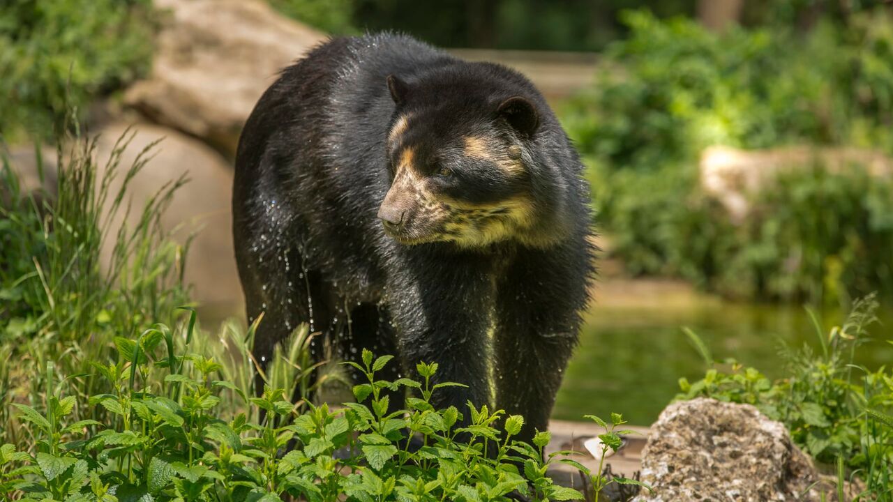 Vignette du programme télé Zoo : le défi de demain
