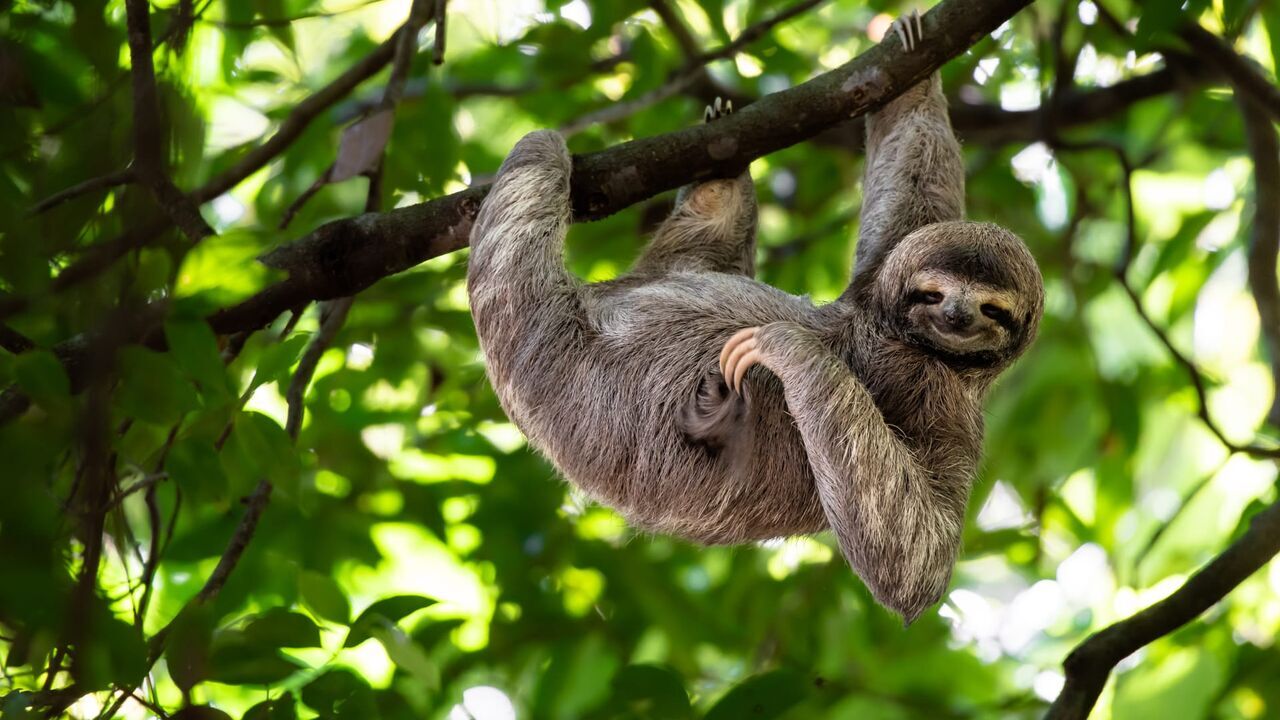 Vignette du programme télé Une saison au zoo
