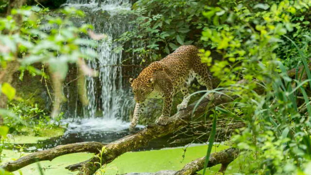 Vignette du programme télé Zoo : le défi de demain