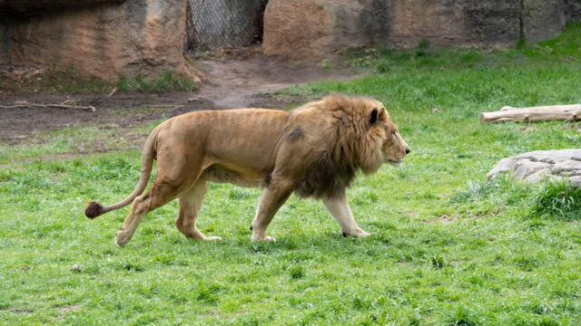 Vignette du programme télé Une saison au zoo