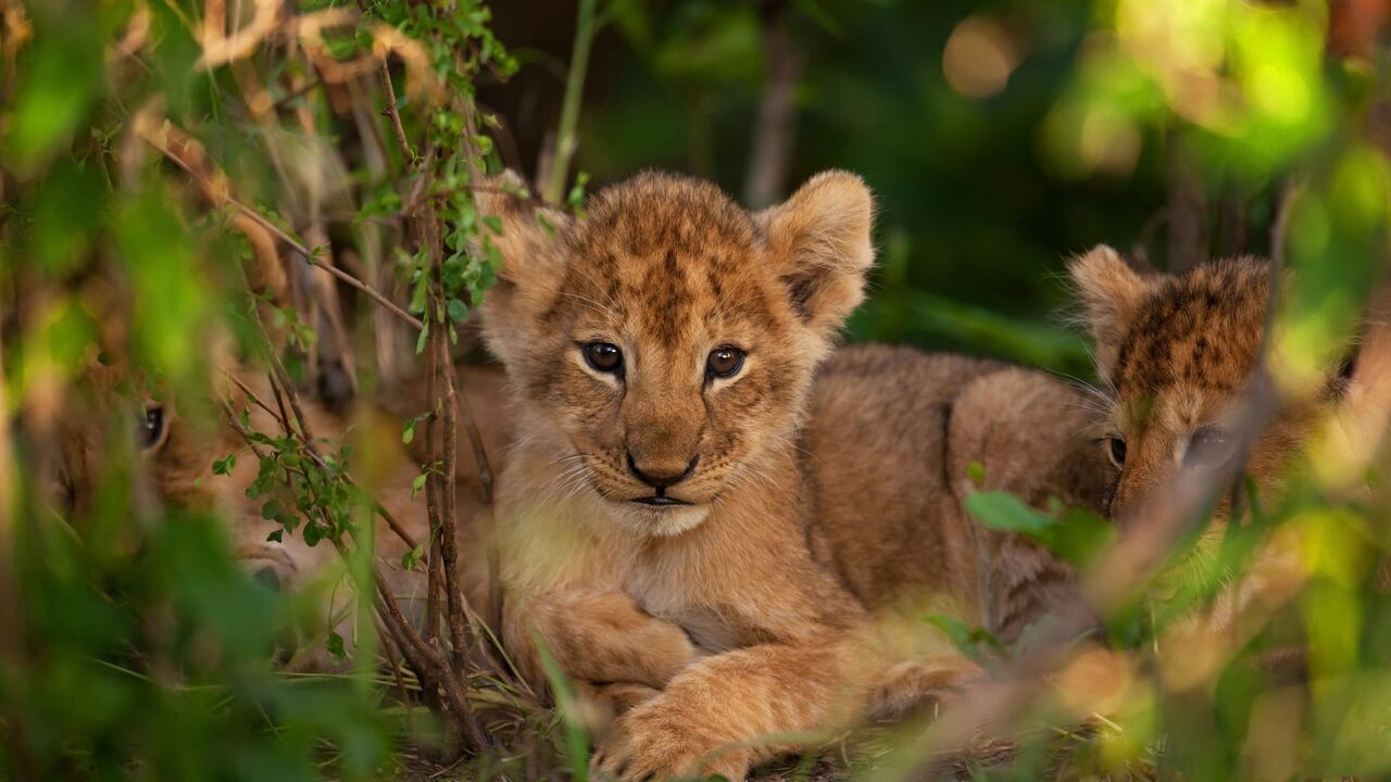 Vignette du programme télé Une saison au zoo