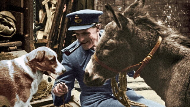 Vignette du programme télé 39-45, les animaux dans la guerre