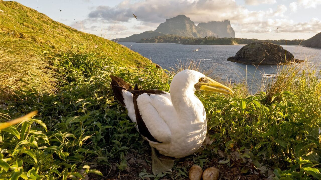 Vignette du programme télé Lord Howe, la renaissance de l'île-sanctuaire