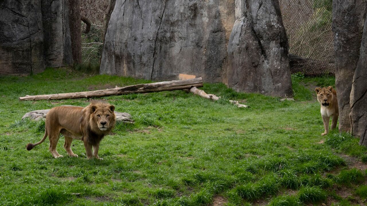 Vignette du programme télé Une saison au zoo