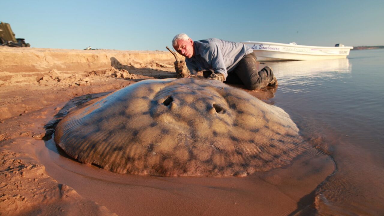 Vignette du programme télé River Monsters