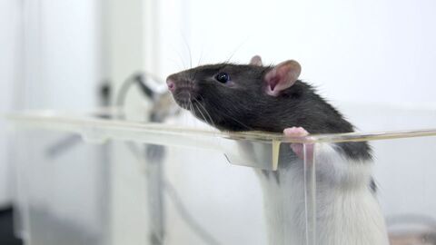 Vignette du programme télé Le langage des animaux