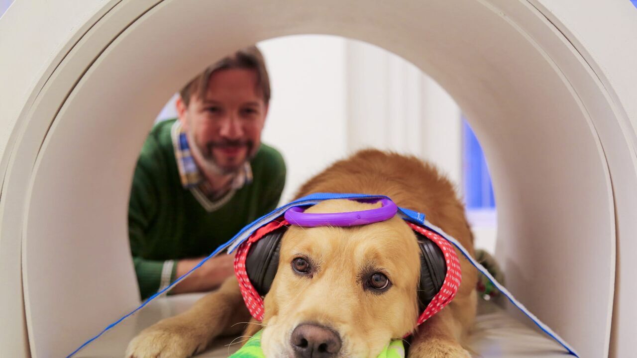 Vignette du programme télé Les chiens peuvent-ils parler ?