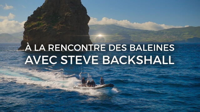Vignette du programme télé A la rencontre des baleines avec Steve Backshall
