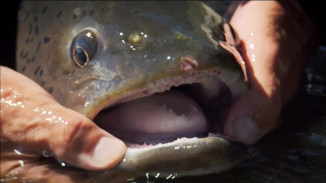 Vignette du programme télé River Monsters
