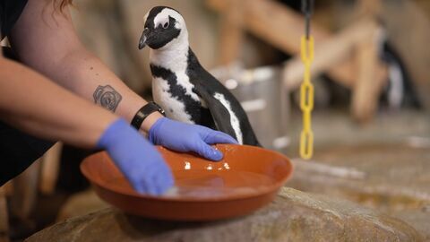 Vignette du programme télé Nausicaá, dans les coulisses du plus grand aquarium d'Europe