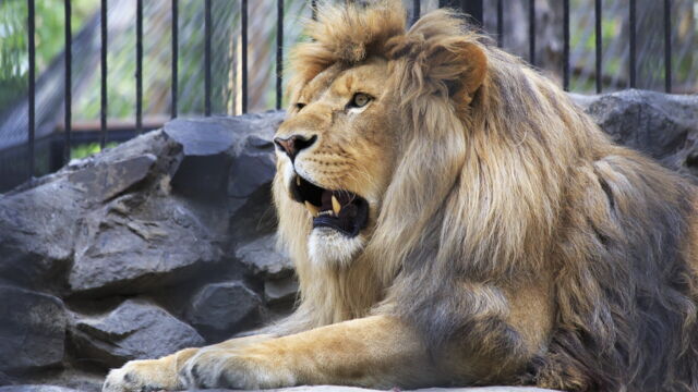 Vignette du programme télé Une saison au zoo