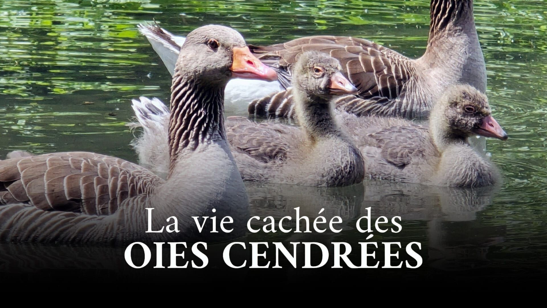 Vignette du programme télé La vie cachée des oies cendrées