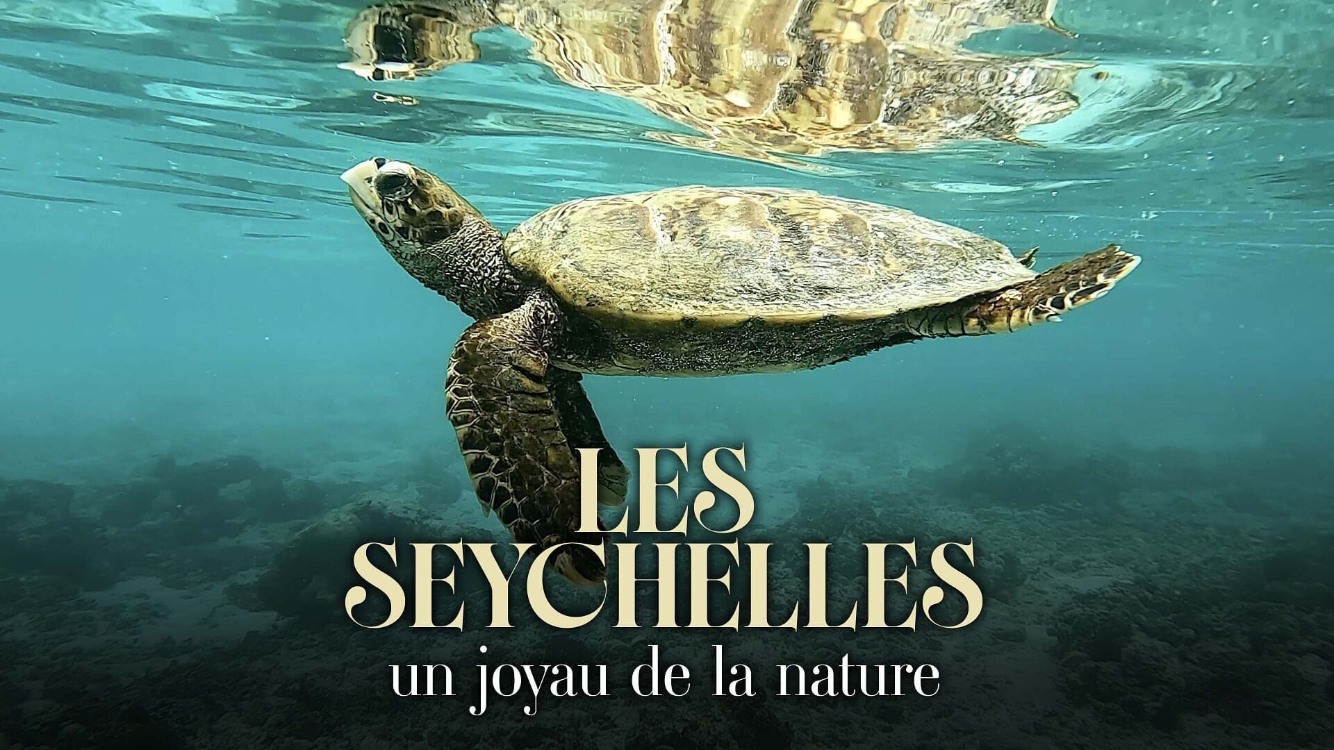 Vignette du programme télé Les Seychelles : Un joyau de la nature