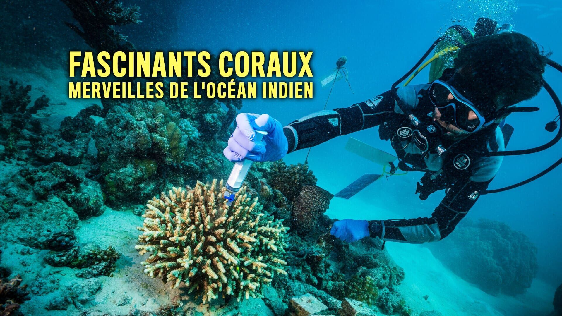 Vignette du programme télé Fascinants coraux : merveilles de l'océan Indien