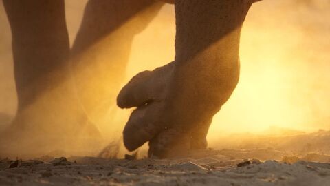 Vignette du programme télé Une saison au zoo