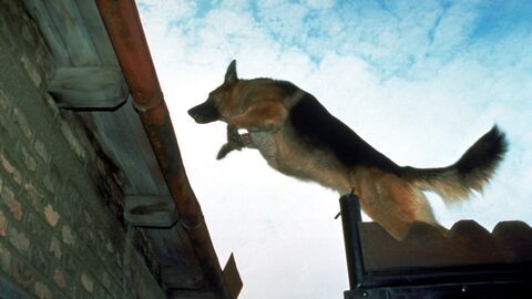 Vignette du programme télé Rex, chien flic