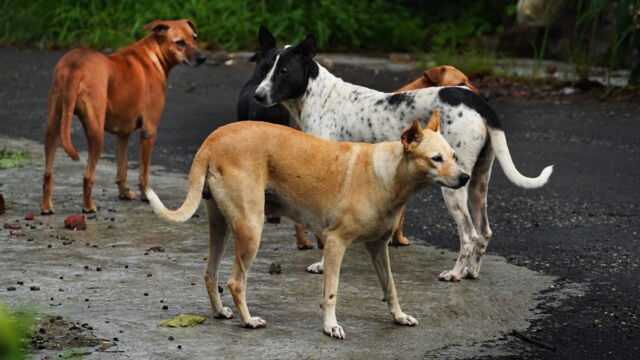 Vignette du programme télé En Turquie, les chiens errants dans le viseur