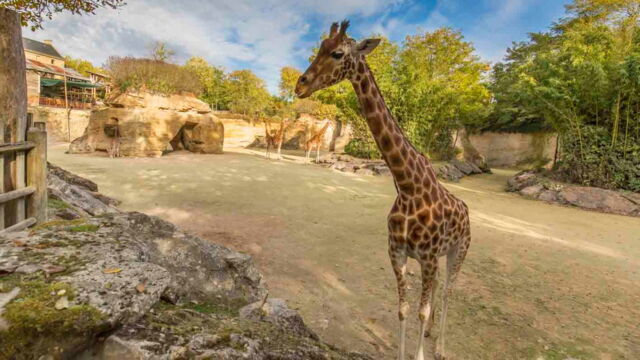 Vignette du programme télé Zoo : le défi de demain