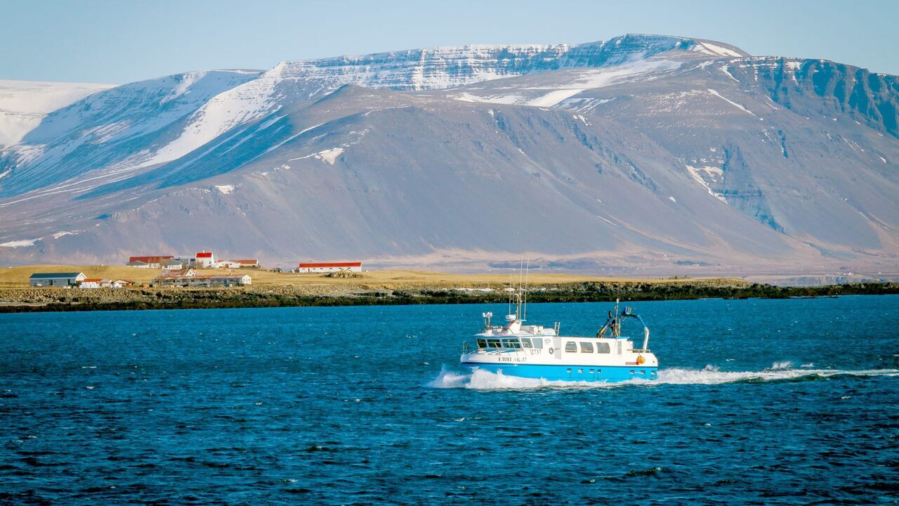 Vignette du programme télé Le concombre de mer, super-héros d'Islande