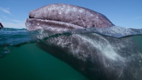 Vignette du programme télé A la rencontre des baleines avec Steve Backshall