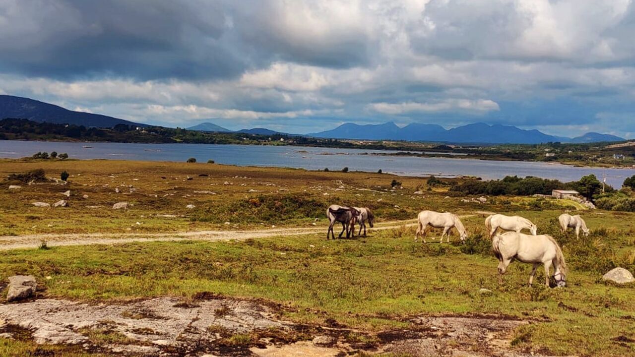 Vignette du programme télé Le poney Connemara, une légende irlandaise